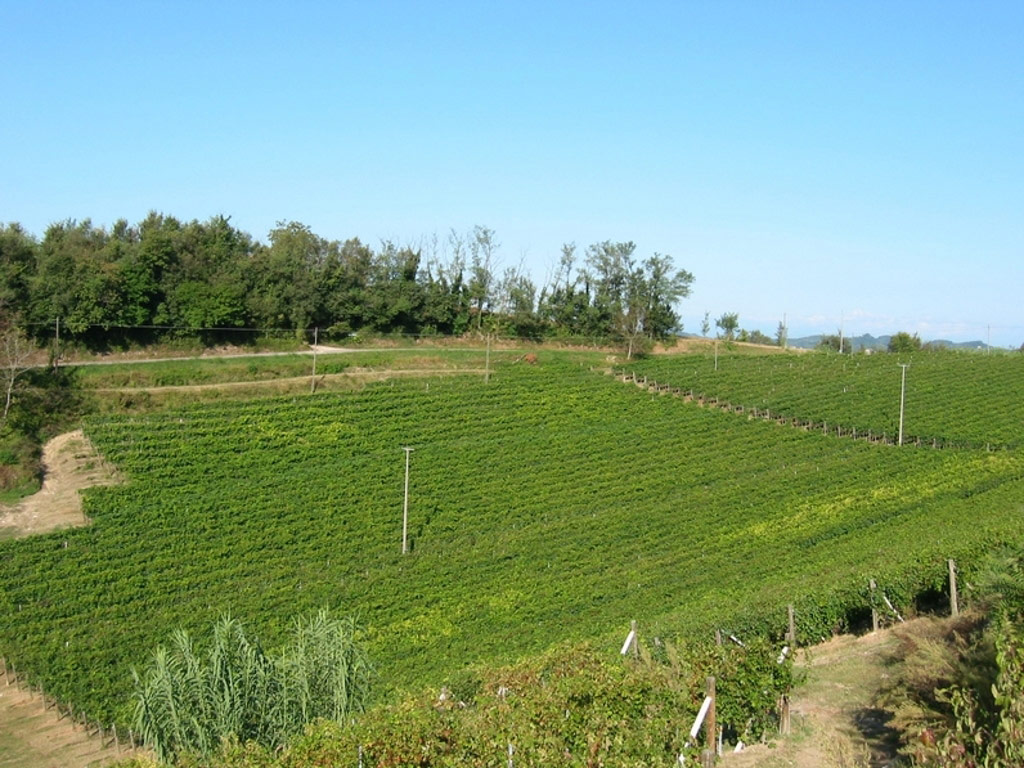 Vigneto Giuseppe - Sulin