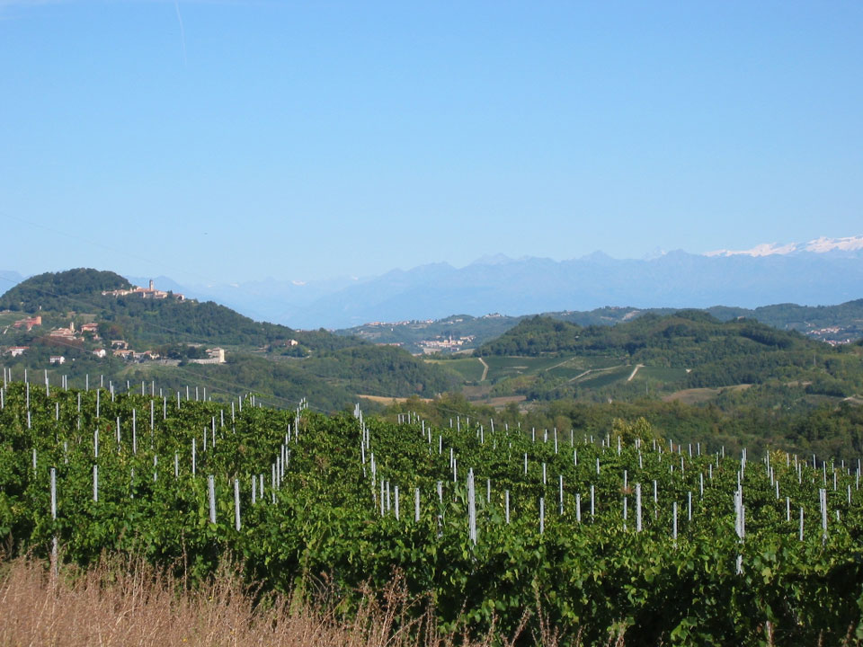 Vigneto Ausinet - Sulin