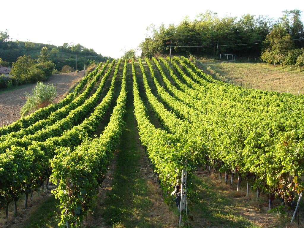 Vigneto Polanello - Sulin