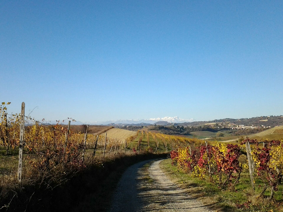 Monferrato Landscape