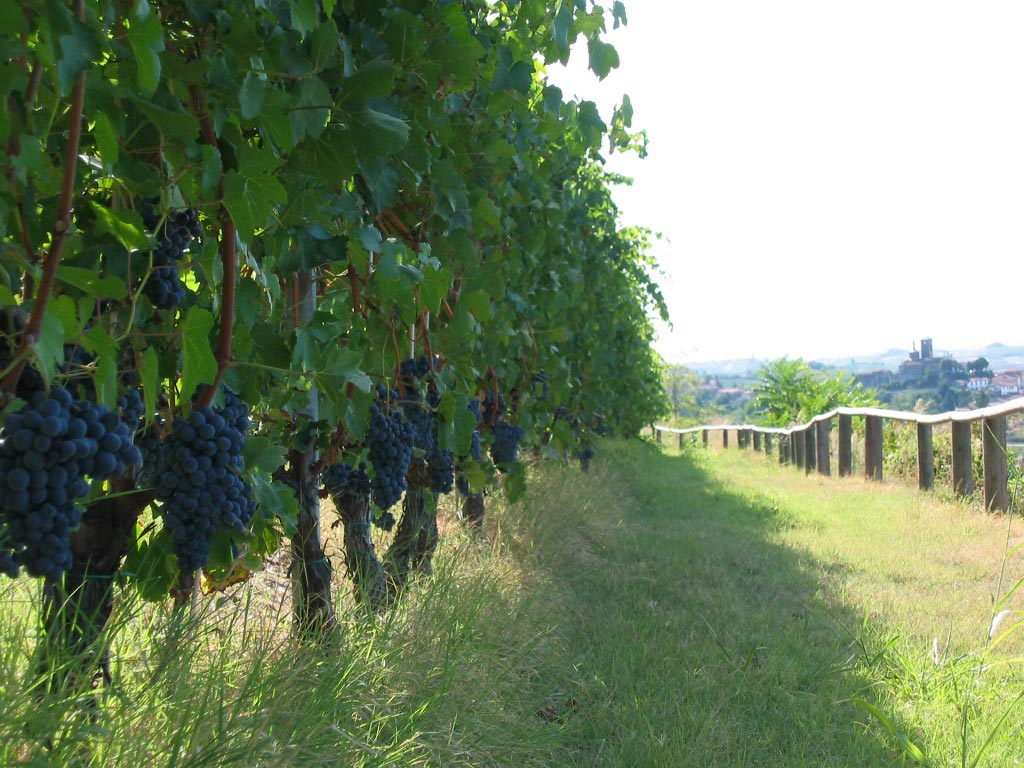 Vigneto Ornella - Sulin