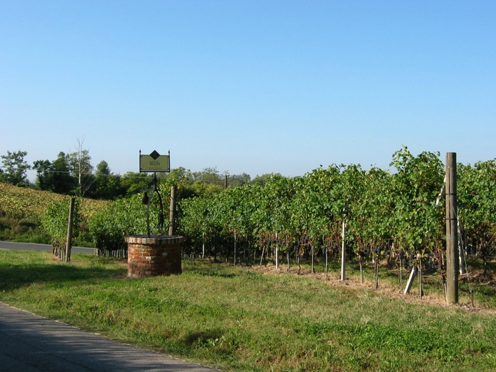 Vigneto Giovanni - Sulin